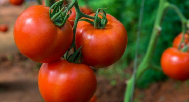 Popis rajčat tretyakovsky